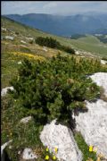 Pinus mugo